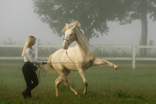 pferdeHORSE2
