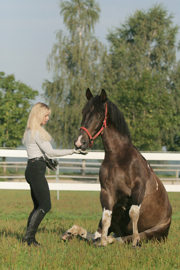 pferdeHORSE6